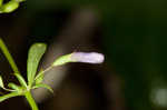 Ozark calamint